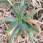 Aloe × ucriae