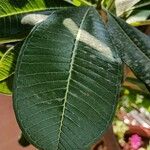 Plumeria obtusa Leaf