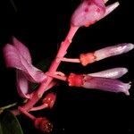 Cavendishia atroviolacea