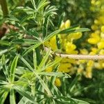 Lupinus arboreus Feuille