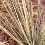 Yucca angustissima Leaf