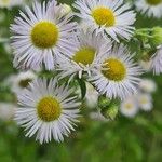 Erigeron annuus Blüte