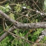 Salix laggeri Écorce