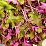 Heuchera micrantha आदत