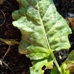 Beta vulgaris List