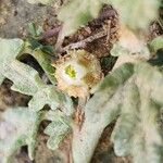 Neurada procumbens Blomma