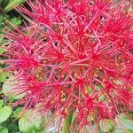 Scadoxus multiflorus Çiçek