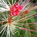 Calliandra selloi Blüte