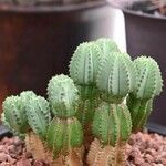 Euphorbia fruticosa Hoja