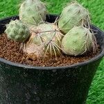 Tephrocactus alexanderi Hoja