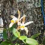 Cattleya forbesii Flower