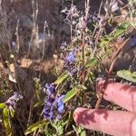 Salvia cuspidata 花