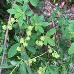 Exochorda × macrantha Leaf