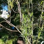 Gomphocarpus fruticosus عادت