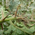 Solanum sisymbriifolium Kora