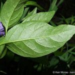 Solanum umbelliferum ᱥᱟᱠᱟᱢ