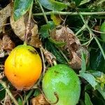 Passiflora edulis Fruit