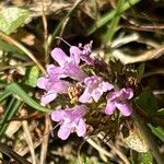 Thymus praecoxFlower