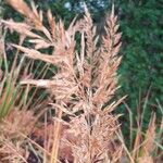 Calamagrostis arundinacea Λουλούδι