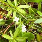 Galium uliginosum 花