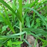 Cyperus distans Лист