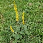 Verbascum nigrumÇiçek