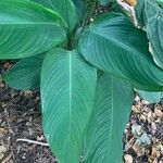 Stromanthe stromanthoides Hoja
