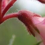 Ononis fruticosa 树皮