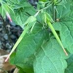 Geranium nodosum Fruit