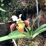 Paphiopedilum spp. 花