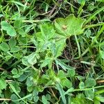 Alchemilla glabra Blad