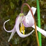 Erythronium revolutum Flor