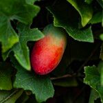 Coccinia grandis Fruit