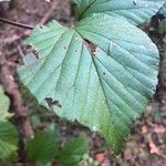 Viburnum dilatatum Foglia