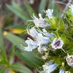 Echium decaisnei Flower
