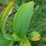 Veratrum album Frunză