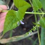 Scutellaria lateriflora Flower