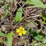 Goodenia heterophylla Plante entière
