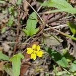 Goodenia heterophylla Hábito