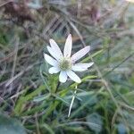 Anemone berlandieri Hàbitat