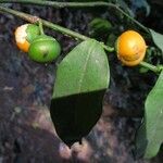 Olax subscorpioidea Fruit