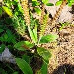 Plantago virginica Blatt