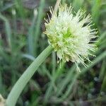 Allium fistulosum Flor