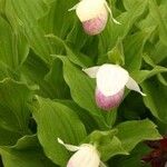 Cypripedium reginae Vekstform