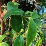 Medinilla crassifolia Hábito