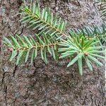 Abies alba Leaf