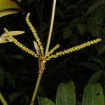 Alfaroa guanacastensis Fruto