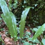 Asplenium scolopendriumFeuille