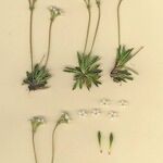 Androsace obtusifolia Libunga