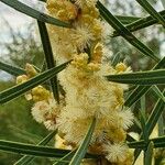Acacia suaveolens ফুল